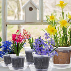 Cross-border Multi-size Transparent Nursery Pots